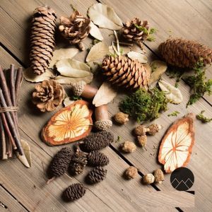 Set đồ khô decor 9 món phụ kiện trang trí chụp ảnh sản phẩm thiên nhiên vintage set quả khô tự nhiên chụp ảnh