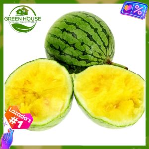 Green House® - Edible Yellow Dwarf Watermelon Seeds Fruit (10 Seed) for Planting Balcony Fruit Melon Plant Indoor