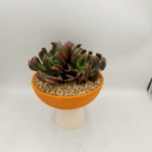 Chậu đất nung chậu sen đá - Chảo 176 miệng chậu 17cm chiều cao 6cm