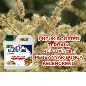 Pupuk Kelengkeng 1 liter Booster Cair Pelebat Agar Kelengkeng Cepat Berbuah Lebat Manis Anti Rontok
