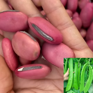 Hạt Giống Đậu Kiếm Khổng Lồ ( Gói 5 Hạt ) - FlowerSeeds