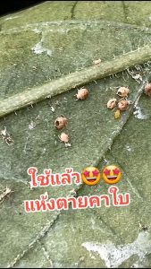 กำจัดแมลงหวี่ขาว บิวเวอร์เรีย เมธาไรเซียม ปราบแมลงศัตรูพืช ชีวภัณฑ์ ปลอดภัย ไม่ผสมสารเคมี แมลงไม่ดื้อยา ยาฆ่าแมลง แมลงปากกัดปากดูด บิวทาเร็กซ์แม็กซ์ 500 กรัม เชื้อเข้มขึ้น 2 เท่า