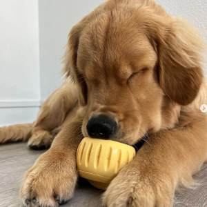 Teekland Durable Dog Toy with Snack Tray Interactive Summer Dog Frozen Treat Toy Promotes Intellectual Development and Slow Eating Suitable for Medium to Large Dogs