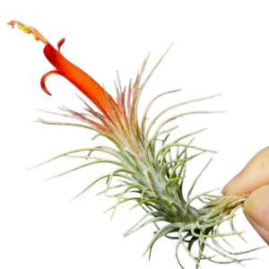 Air Plants Tillandsia Funckiana air plants Smaller Size 5cm below