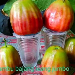 (cod) promo murah tanaman jambu bajang lelang jumbo super manis hasil okulasi siap berbuah