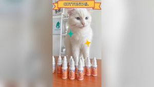 Royal Care Obat Demam Kucing 10ml - Penurun Suhu Tubuh Radang Nyeri
