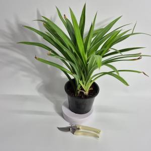 KTgarden ต้นเตยหอม เพาะในกระถาง 5.5นิ้ว.ต้นเตย เตยหอม