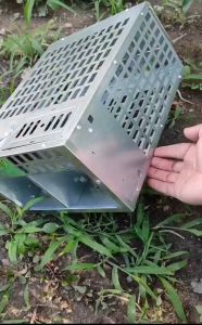 BIG Bẫy chuột thông minh lồng bắt chuột thông minh sạch sẽ an toàn dể dàng sử dụng mồi dùng là các loại trái cây có sẵn