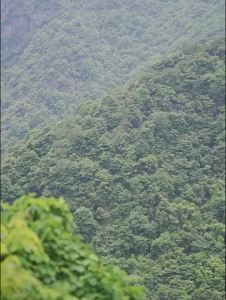 Mobi Garden Carbon Fiber  Carbon Ultra Light Folding Walking Stick Men and Women Climbing Equipment Professional Outdoor Walking Stick