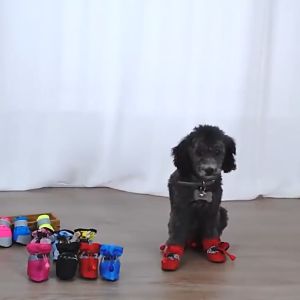 4pcs/set Waterproof Pet Dog Shoes Anti-slip Rain Snow Boots Footwear Pet Suppile