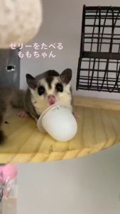 Sugar Glider Goat Milk Pudding 蜜袋鼯山羊奶布丁