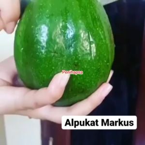 {\n    \"article\": \" Bibit Alpukat Markus Asli Okulasi Super