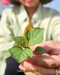 Hạt giống tía tô gói 5 gram Độ thuần >99% Xuất xứ Việt nam