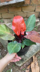 Cây Trầu Bà Đế Vương Đỏ (giống mới) - Tổng thể tầm 30-40 cm - Kiểng lá trang trí sang trọng!