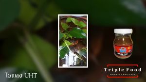 ไรแดง อาหารปลา UHT Fish Food อาหารปลากัด ปลาสวยงาม ไลแดงสด อาหารปลาหางยุง อาหารลูกปลา อาหารลูกปลากัด ไรแดงสด ไรแดงแช่แข็ง ไรแดงอัดเม็ด ไรแดงอาหารปลา - Lazada