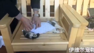 Pet Post Spaying Neutering Gowns Weaning Suits Clothes Cat Anti Licking Isolation Suits Menstrual Pants