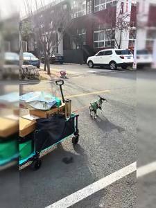 Kingcamp | Portable Folding Wagon with High Capacity for Camping