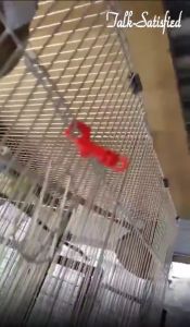 10Pcs Poultry Cage Door Lock Plastic Cage Lock For Bird Anti-Escape