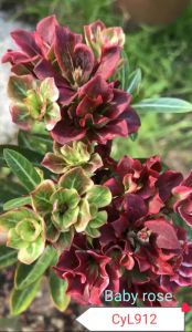 Adenium Kemboja Bonsai ID:912/富贵花/Baby Rose