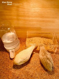 XIAONONGSHAN | Chicken Feed and Water System