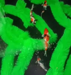 kakaban 100cm media bertelur ikan media pemijahan