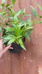 Cây Hoa Dạ Lý Hương - Hoa thơm đặc biệt về đêm - Tổng thể tầm 40-50 cm!