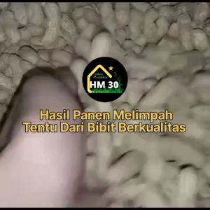 Bibit kacang Tanah 1Kg & 500gr Termurah Biji Benih Lokal Kualitas Premium Internasional Grade A Suuk Bersih Pilihan Biji Utuh Besar Super Cocok Untuk Bibit Varietas Garuda Gajah Kelenci