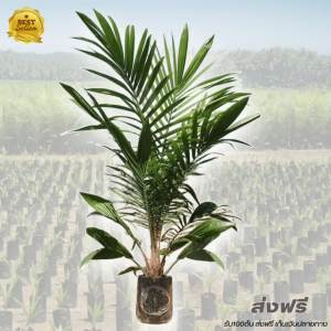 ต้นกล้าปาล์มน้ำมัน พันธุ์ปาล์ม ยูนิวานิช ( Univanich ) กล้าปาล์มแท้100% โทร 080 9738042