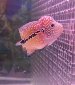 New 2 tone colour F3 ORANGE Red KING KAMFA FLOWER HORN Big Kok Flower Horn Fish - Limited Stock - Only 1 Piece