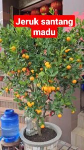 Bibit Jeruk Santang Madu Kondisi Berbuah