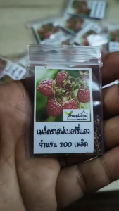 200 เมล็ด ราสพ์เบอรี่ แดง Red Raspberry เมล็ดราสเบอรี่แดง  เมล็ดราสเบอรี่ ราสเบอรี่ ราสเบอรี่แดง