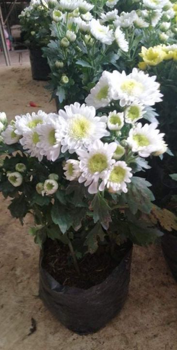 Malaysian Mums White Flowers Lazada Ph