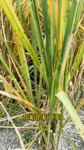 Bio Agrivax – Plant Care & Crop Support for Vegetables Fruit Trees and Farm Crops