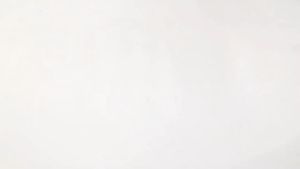 Mouse Rat Glue Traps Book