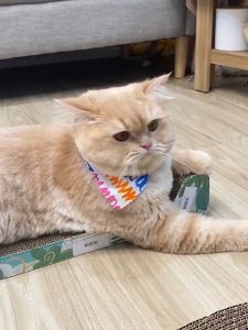 Marino ที่ลับเล็บแมว กระดาษลับเล็บแมว ที่ข่วนเล็บแมว ที่ฝนเล็บแมว