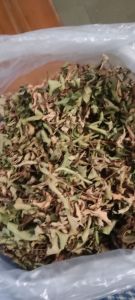 teh daun pucuk merah  untuk mengontrol /mengobati gula darah