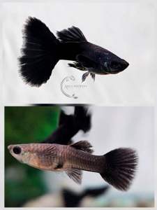 (Pair Available) Black Moscow Guppy Pure Strain Guppy Freshwater Fish