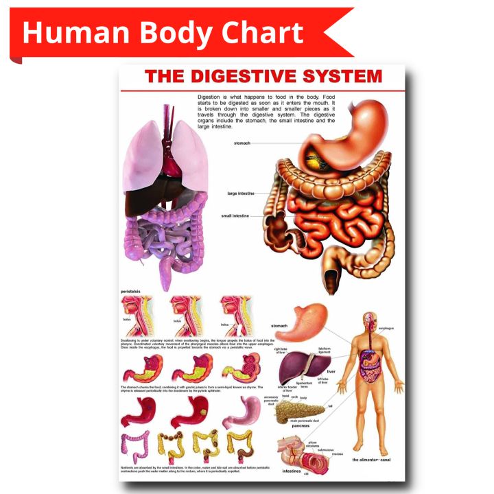 The Digestive System Science Educational Laminated Wall Chart for your ...