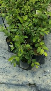 Pokok/Anak Pokok Bidara Sugarcane No. 4