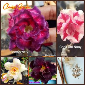 1 BIJI BENIH BUNGA ADENIUM TUMPUK HYBRID
