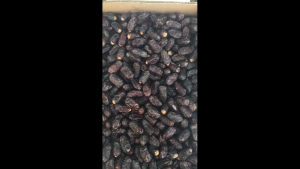 Al-hamadi Safawi Dates Premium – Rich Flavor & Soft Texture | 500g / 1kg | From Saudi Arabia