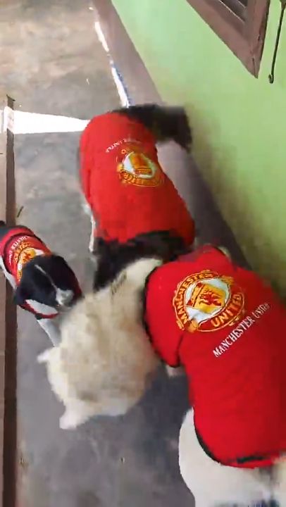 เสื้อกล้ามสัตว์เลี้ยงลายกีฬา เนื้อผ้าดี