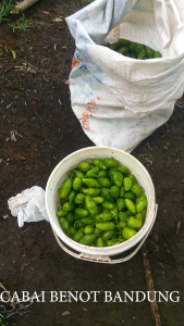 Cabe Gendot 1kg / Cabai Gendot Segar Bandung / Cabe Bendot 1000gr