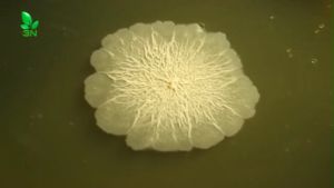 1 Kg Vi Sinh Đơn Dòng Bacillus Subtilis Mật Độ 100 Tỷ CFU/gr Sử Dụng Cho Chăn Nuôi Và Nông Nghiệp