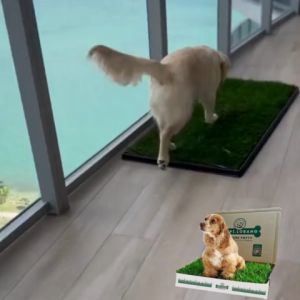 ✅[SG] REAL GRASS NATURE POTTY ★ SENDING NEXT TUE/WED ★ FREE Training e-Guide Worth $7  ★ SG Stock ★ Kopi Lobang ★ The First Pet Potty Real Grass in Singapore ★ Perfect for Gift