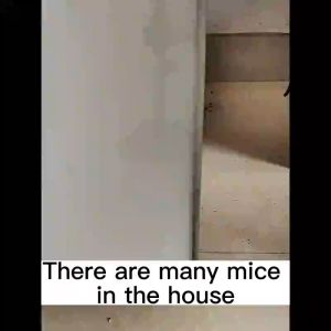 Multi-Pest Control Bait: A Long-Lasting Solution