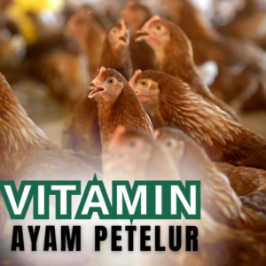 Obat ayam cepat bertelurmineral ayam petelurVitamin untuk meningkatkan produktivitas Telur Ayam.