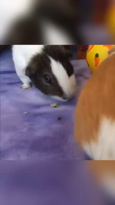 Small Pet Food Treat Dispensing Food Leaking Toy Ball for Rabbit Guinea Pig