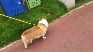 Pet Harness Dog And Cat Tali Dada Anjing dan Kucing Tambang Uk.M