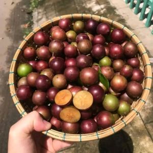 chậu cây hồng quân cao 60cm cây đẹp có nhánh.